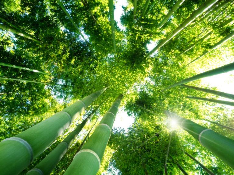low angle view of green reeds in a bamboo forest